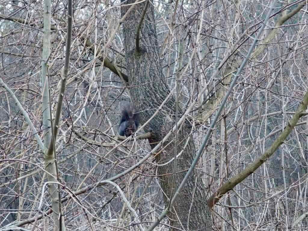 Eichhörnchen Winter Baum