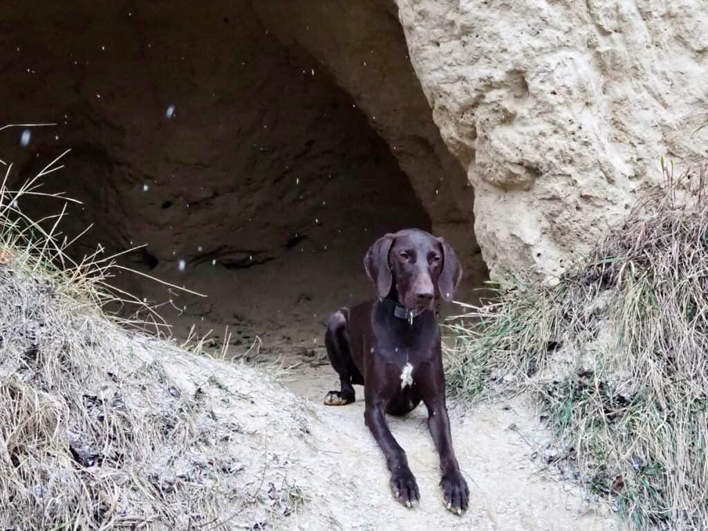 Deutsch-Kurzhaar bewacht Höhle