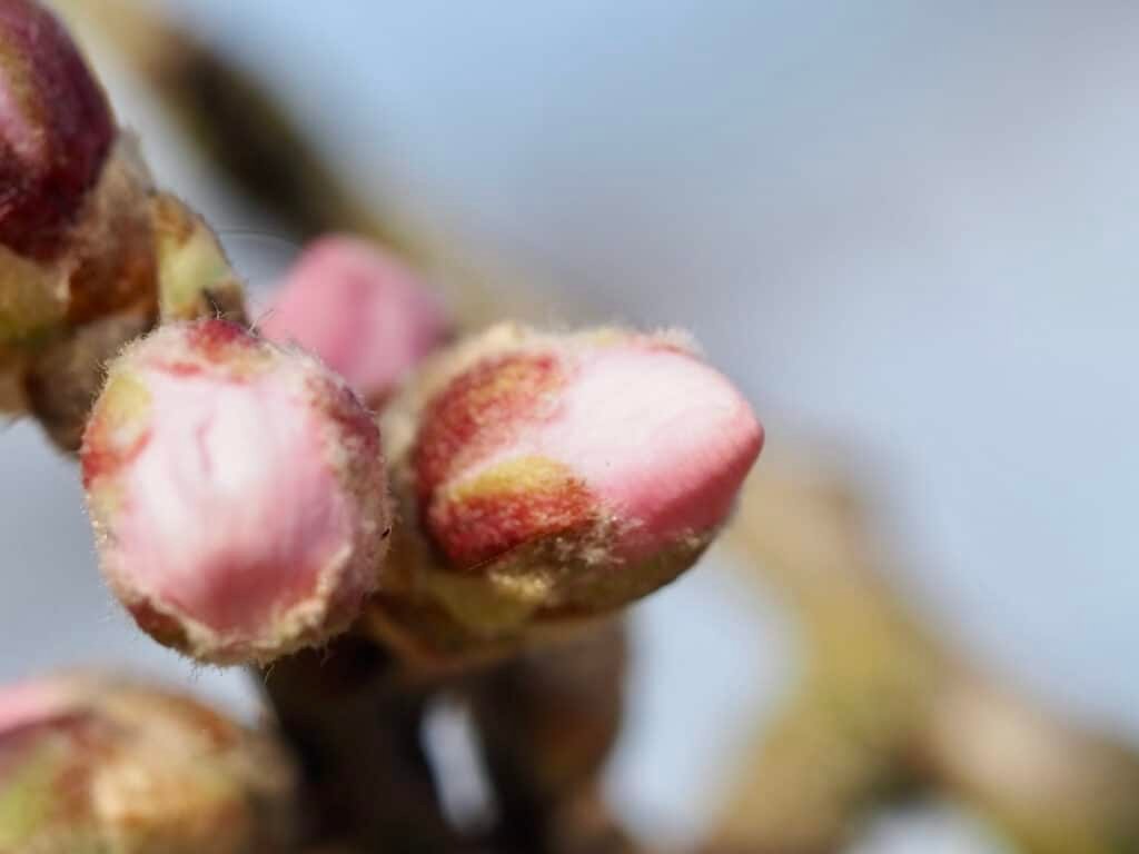 Mandelblüten-Knospe