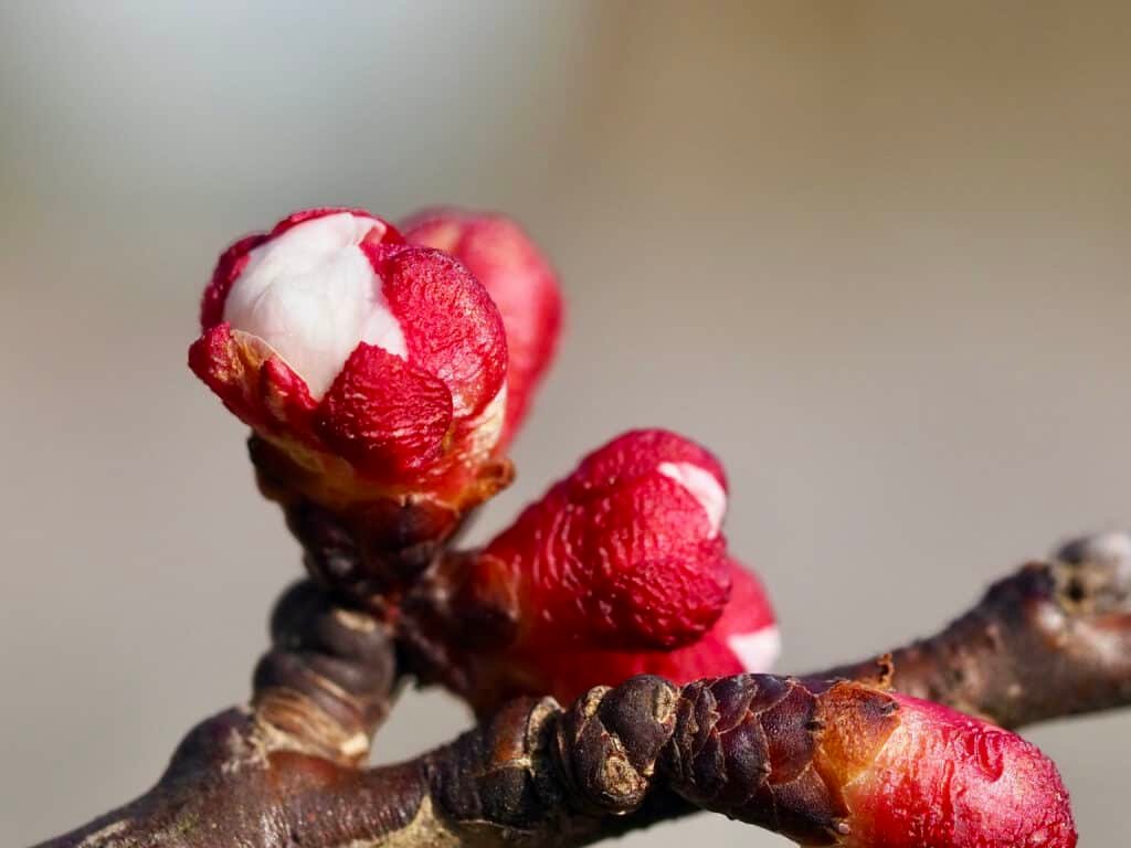 Marillenknospe