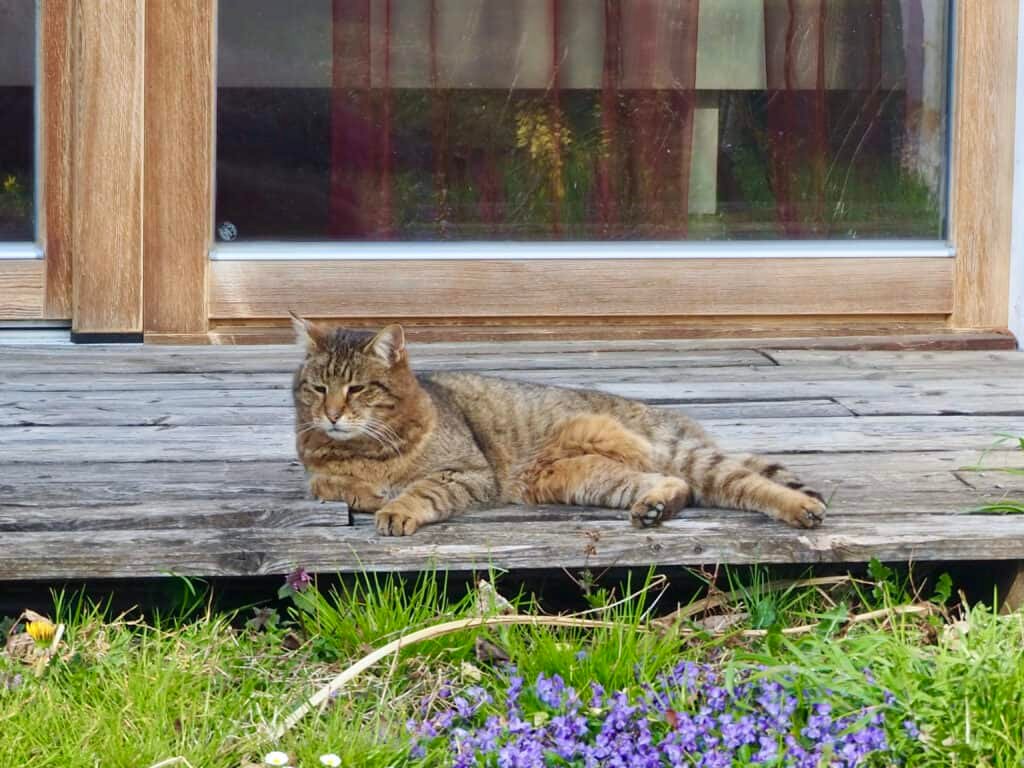 Kater Moritz