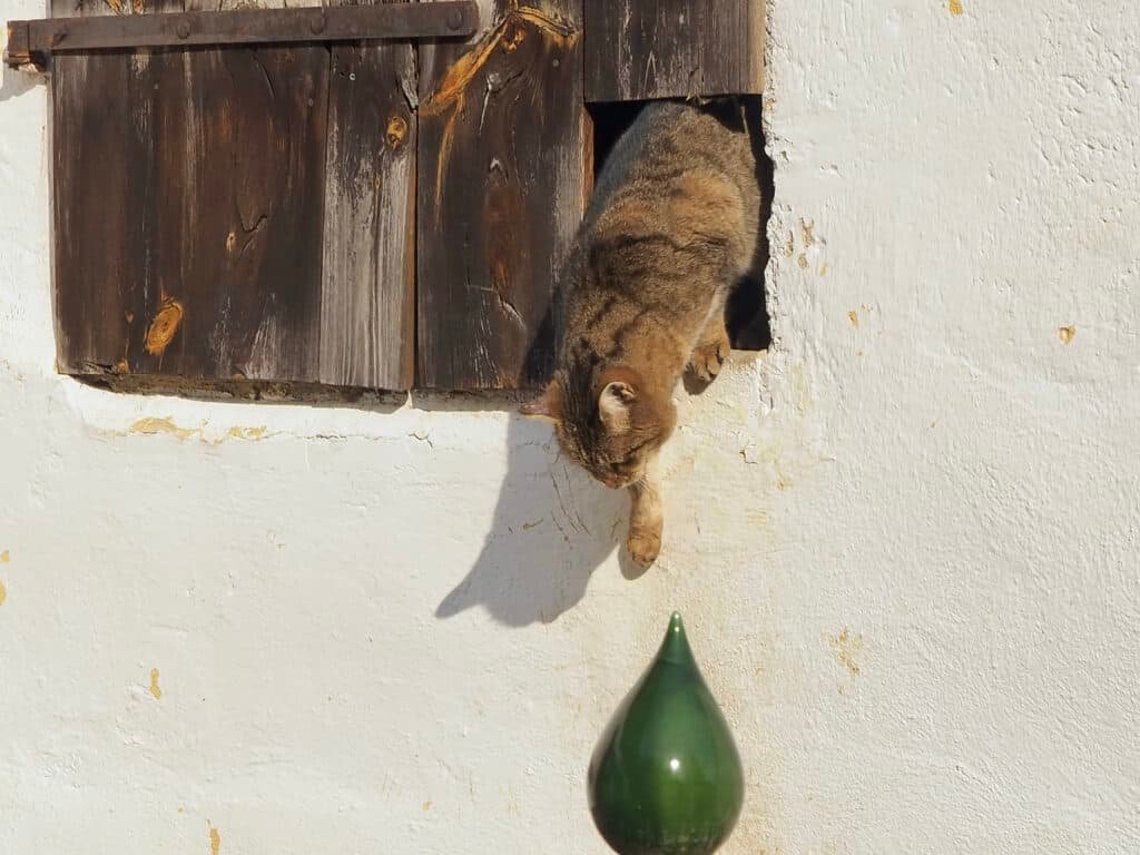 Kater steigt aus Dachboden
