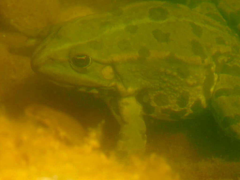 Frosch im Gartenteich
