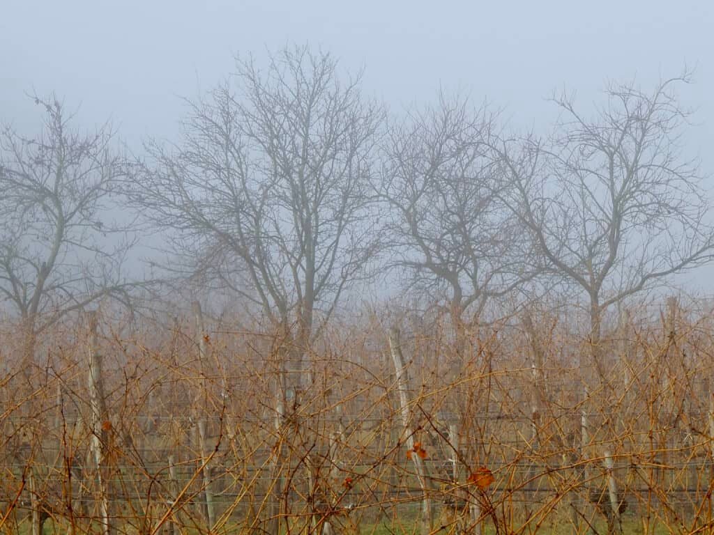 Nebel im Weingarten