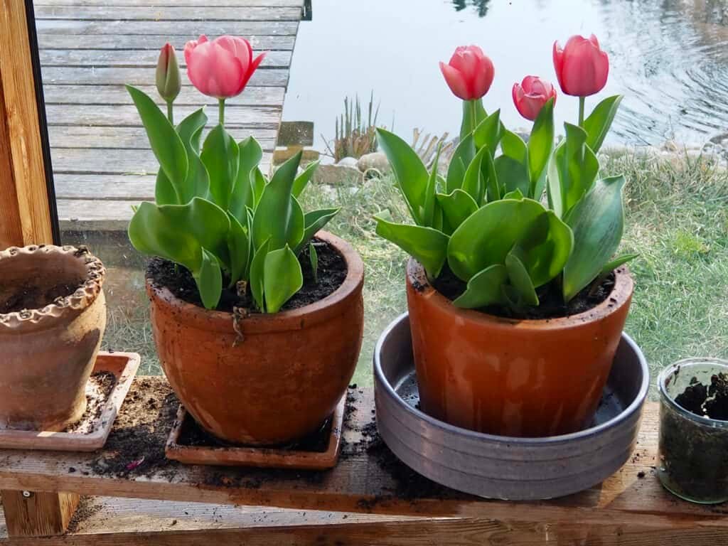 Tulpen im Glashaus