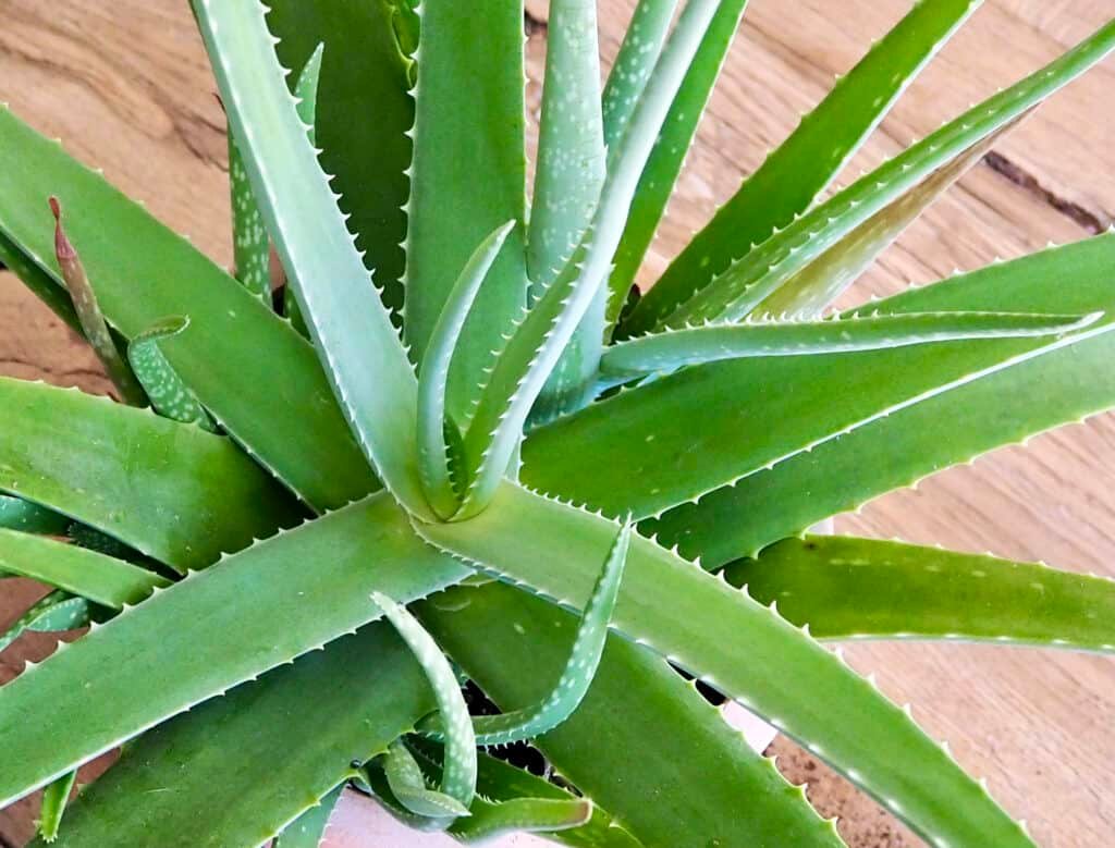 Aloe Vera