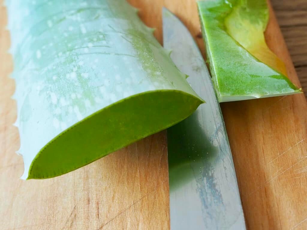 Aloe-Vera-Blatt: Ende abschneiden