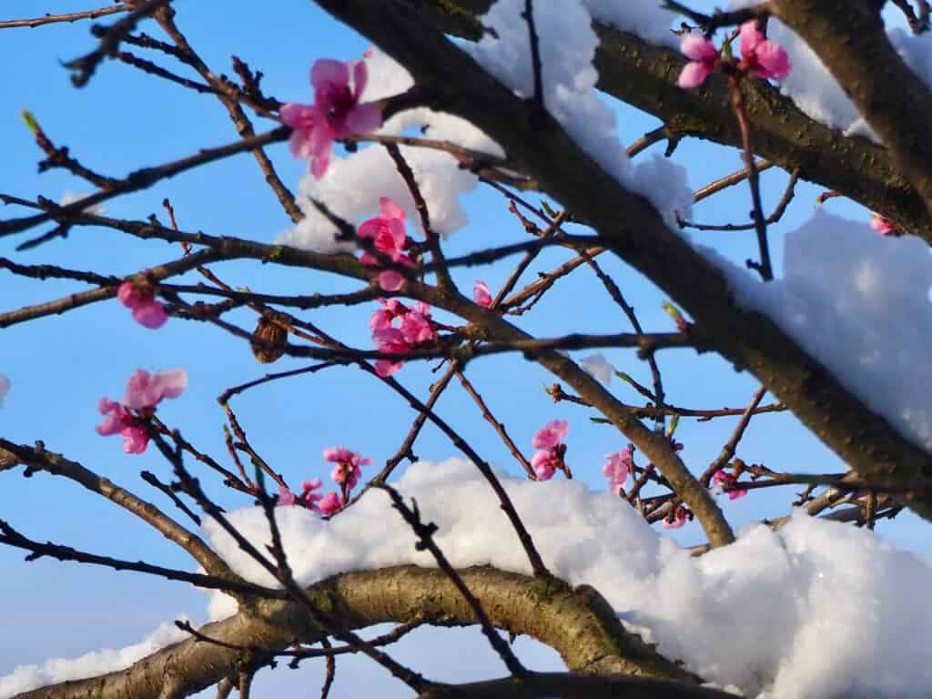 Frühling Schnee