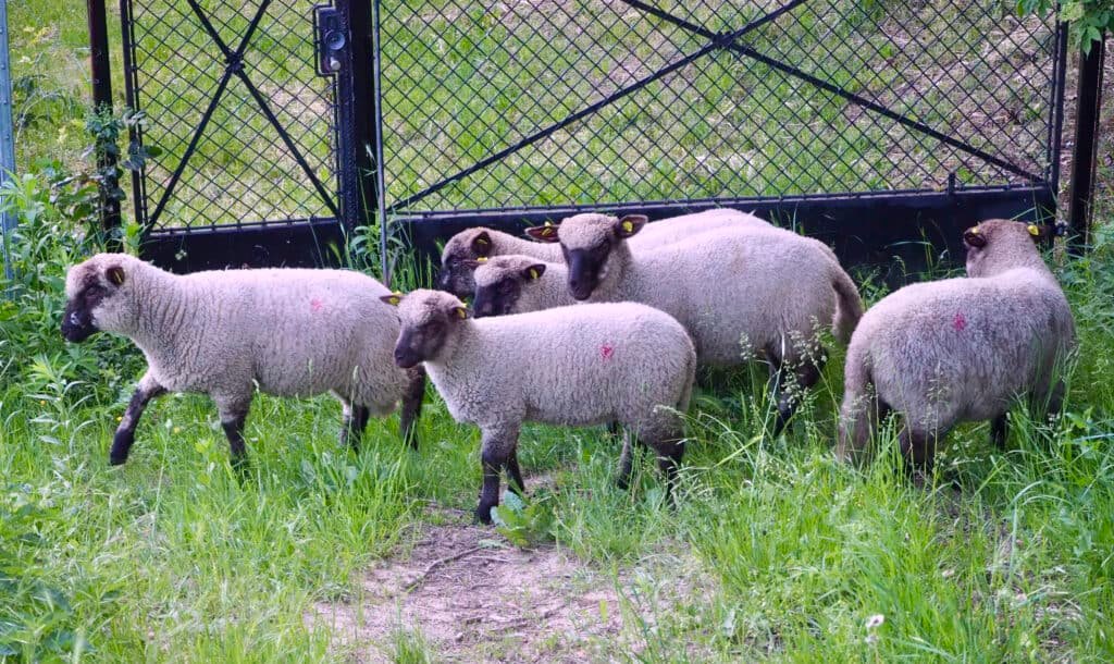 Sechs neue Shropshire-Schafe