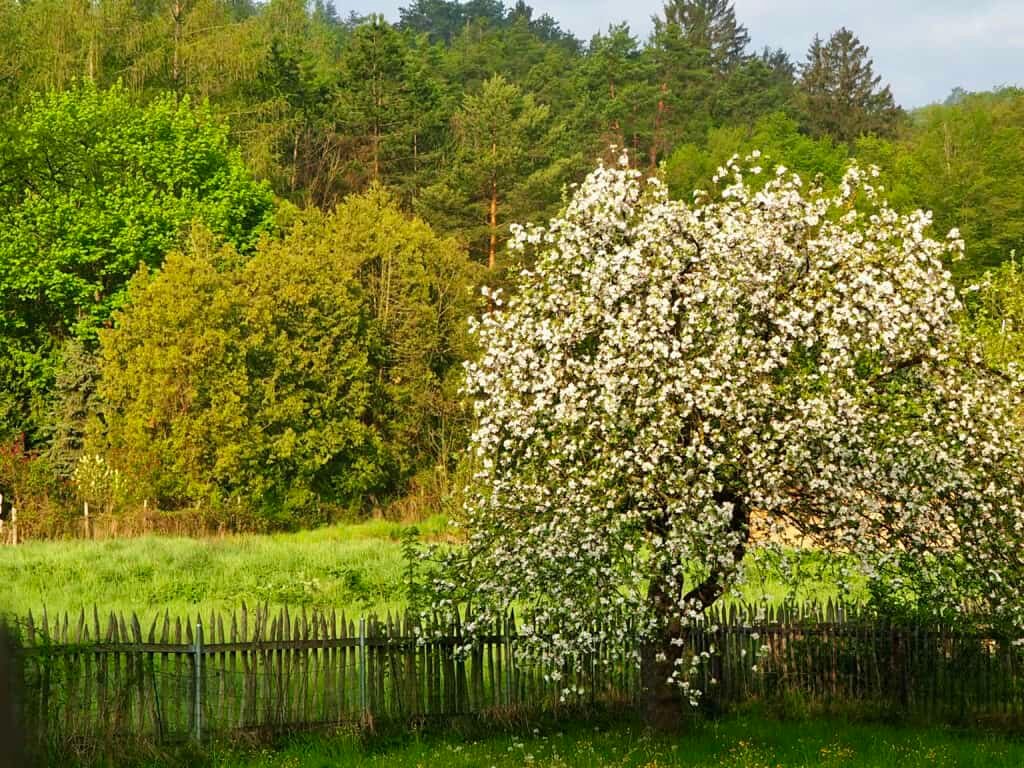 blühender Apfelbaum im Garten