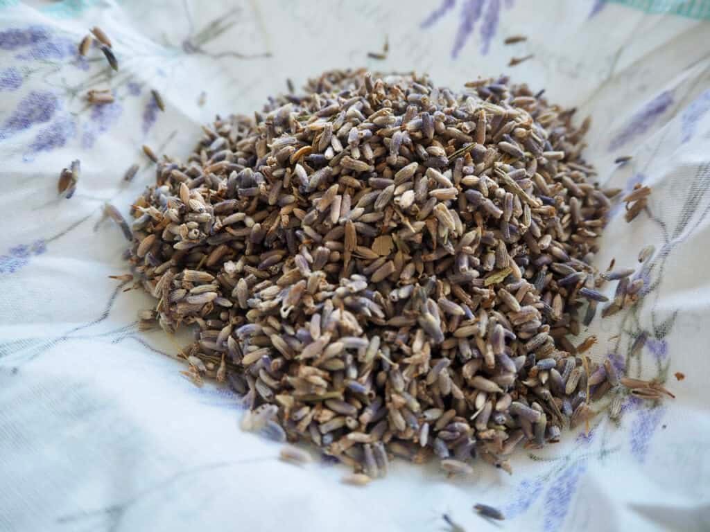 getrockneter Lavendel
