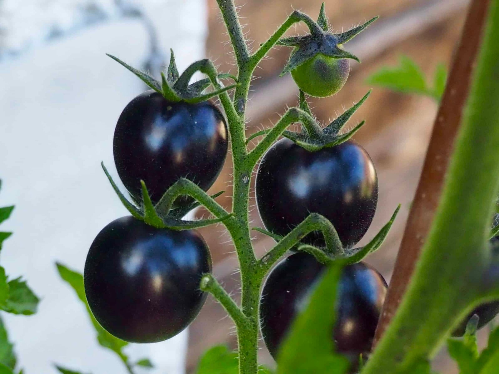 schwarze Tomaten