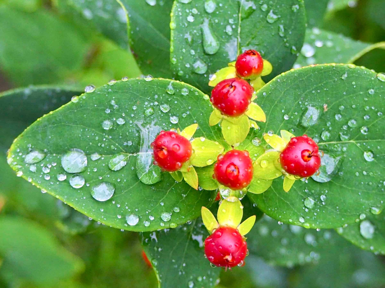 Regentropfen auf Herbstpflanze