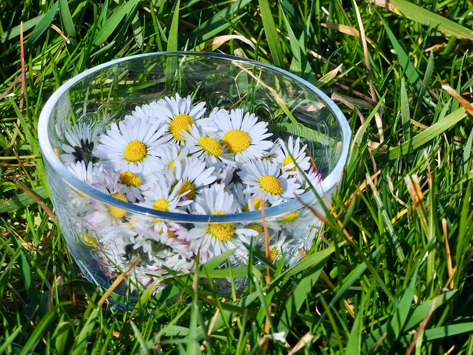 Gänseblümchen in Glasschüssel auf Wiese