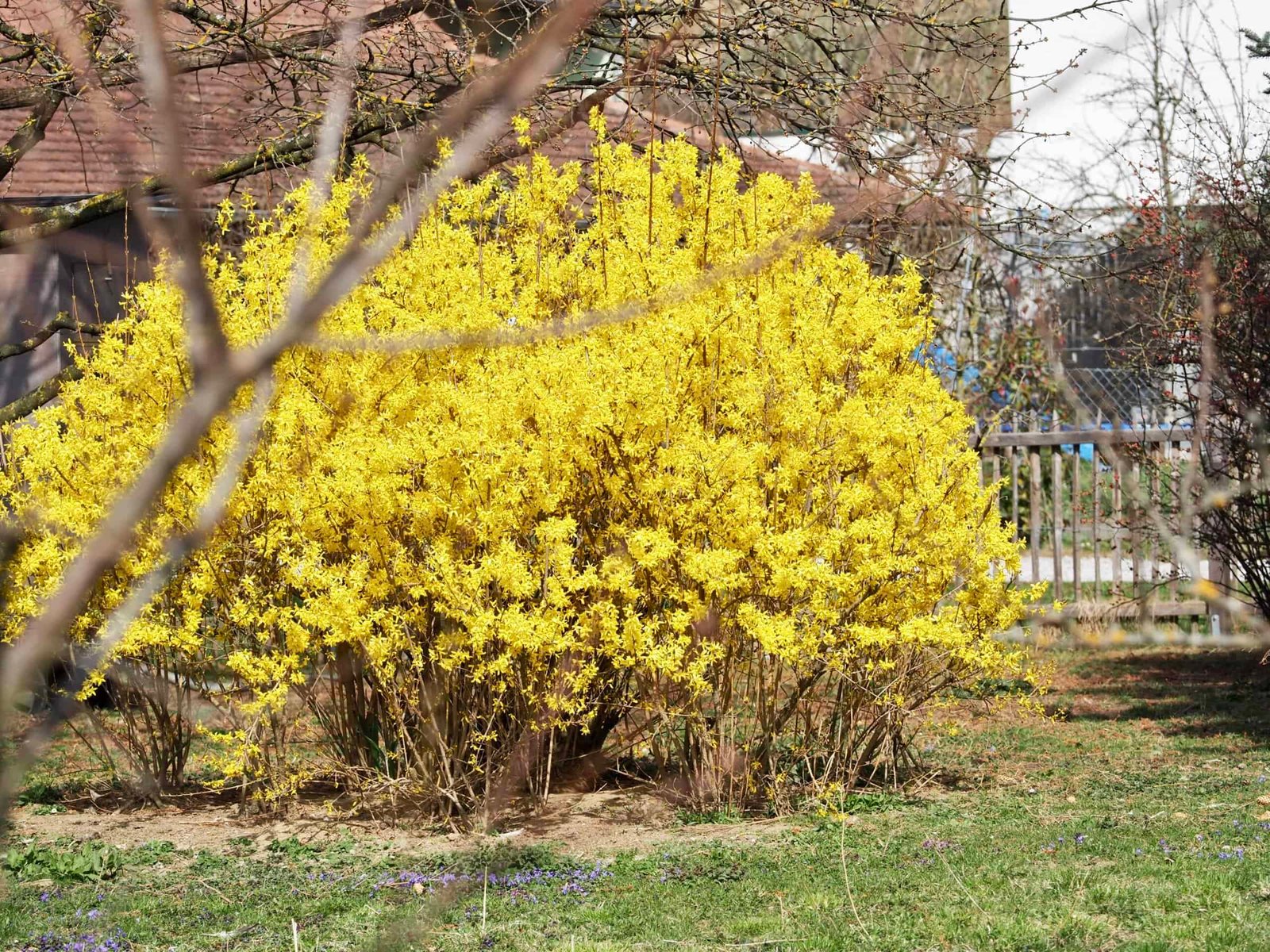 Forsythie
