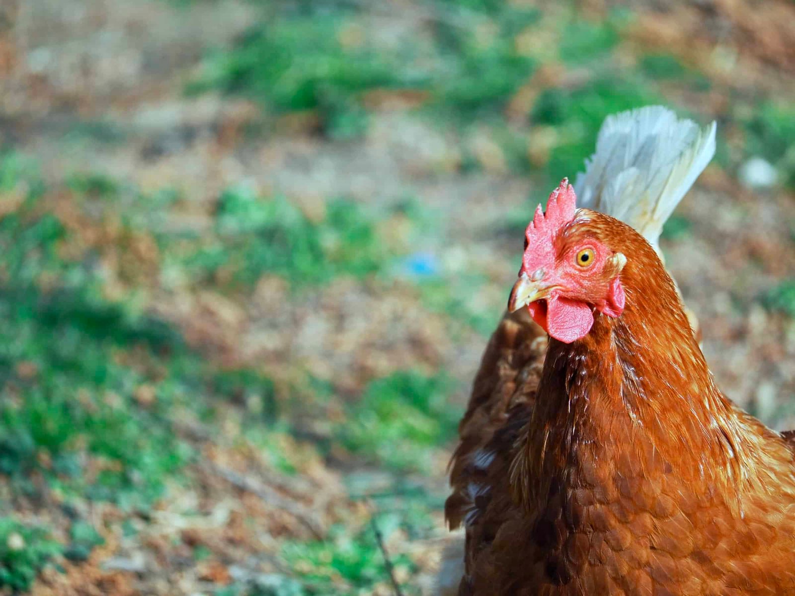 Huhn