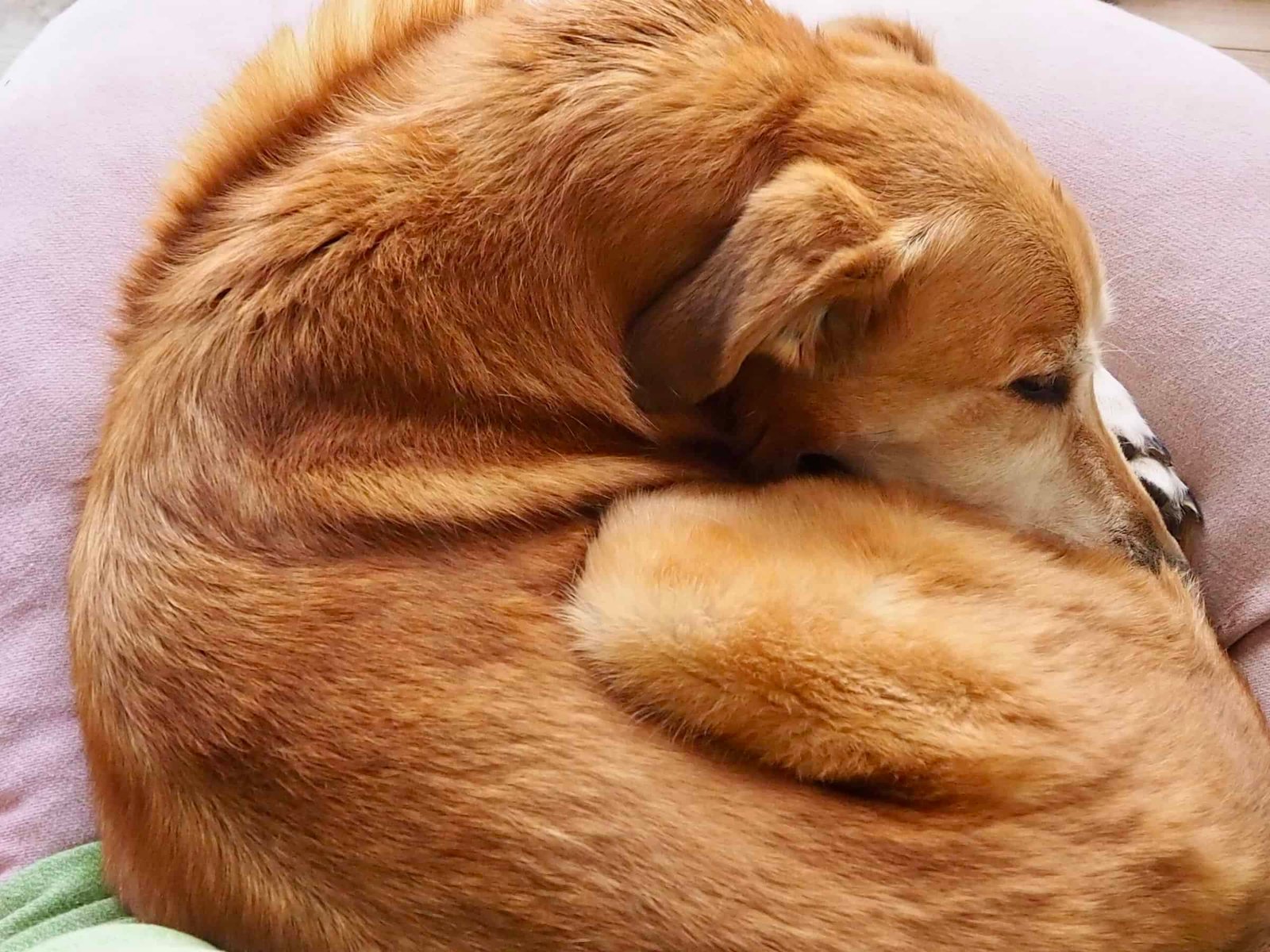 Hund eingerollt