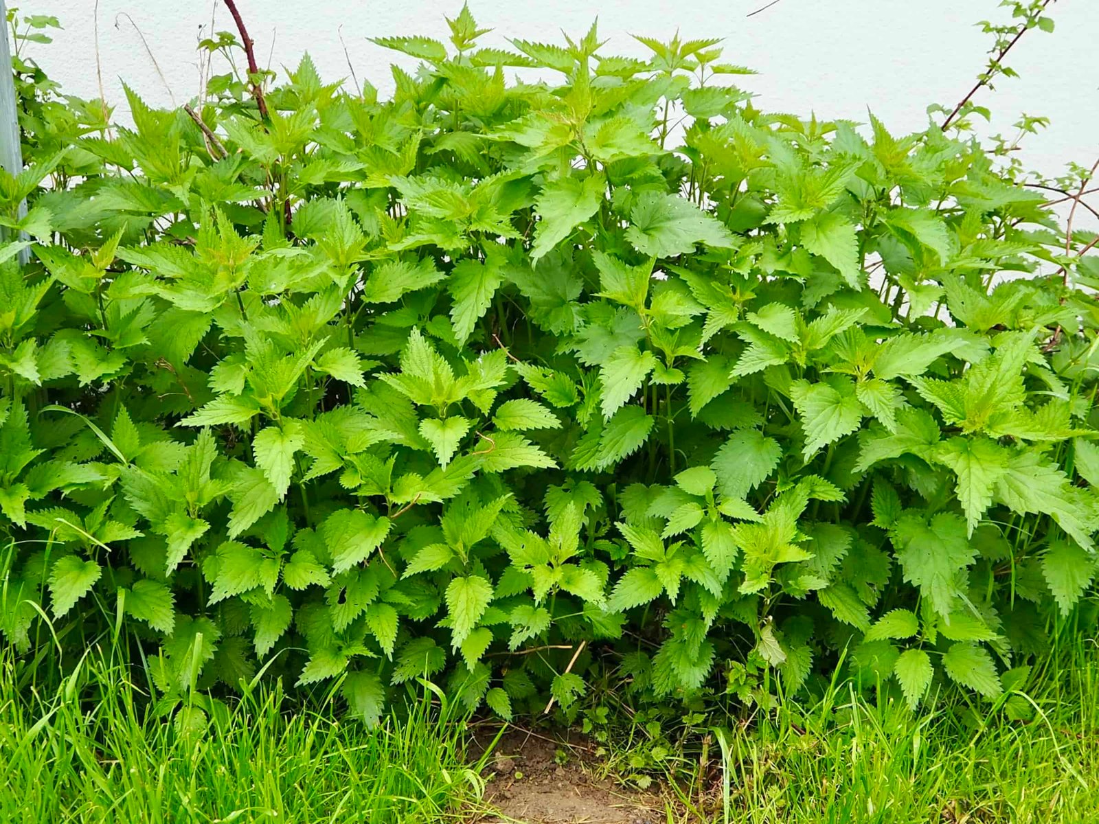 Brennnesseln im Garten