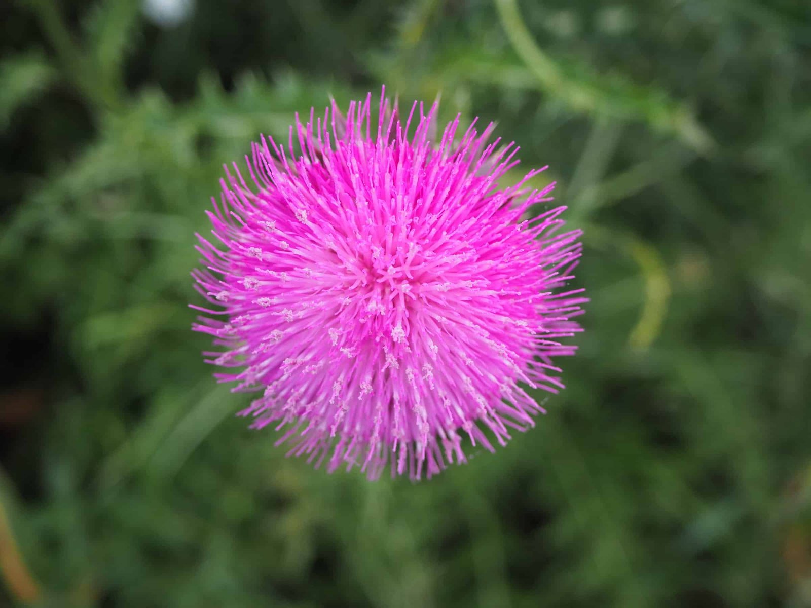 Distelblüte