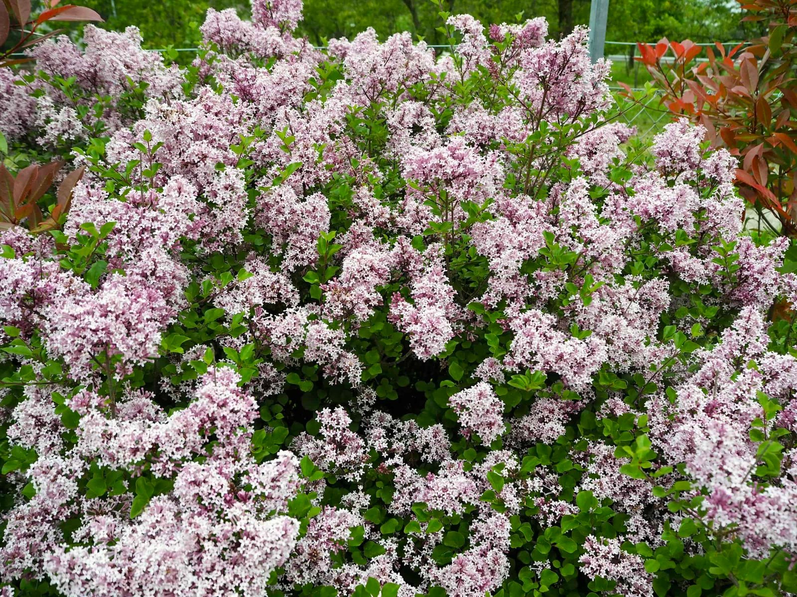 Flieder im Garten