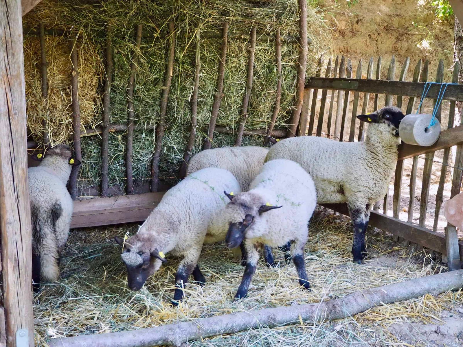 Shropshire-Schafe mit Heuraufe