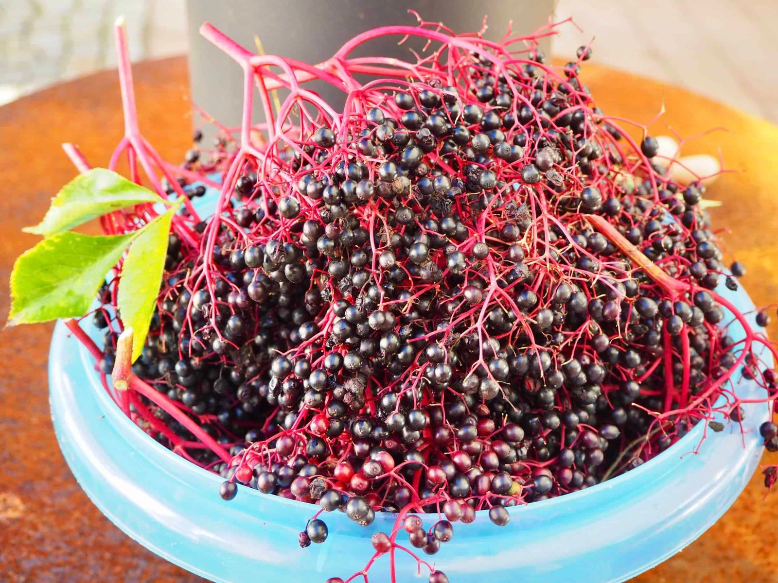 reife schwarze Holunderbeeren