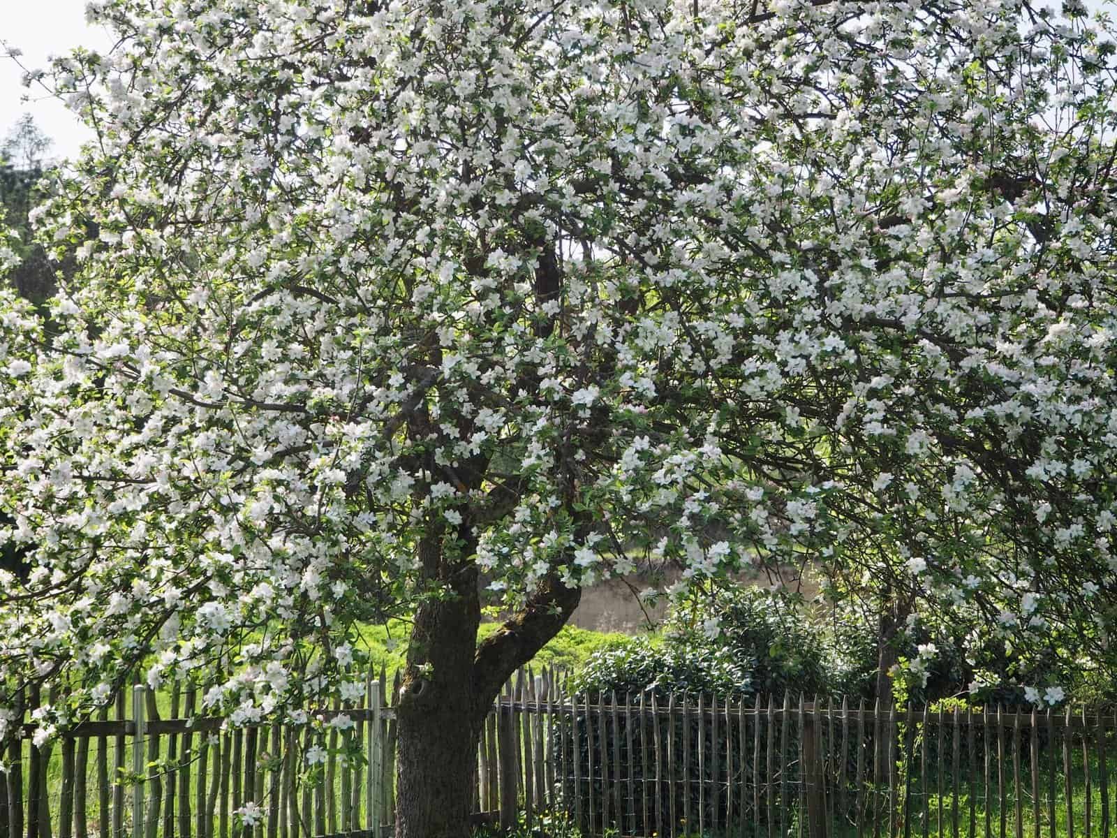 blühender Apfelbaum