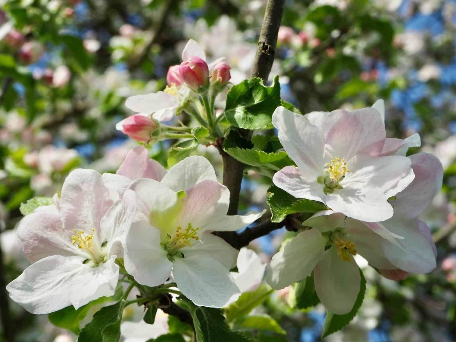 Apfelblüten für Körperöl