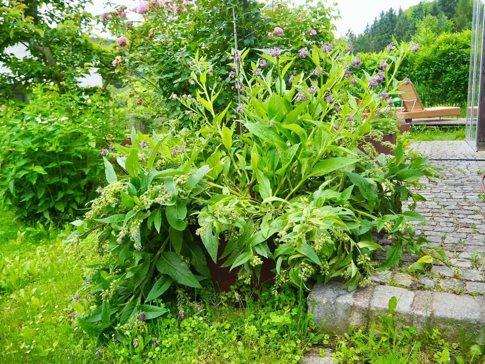 Beinwell im Garten