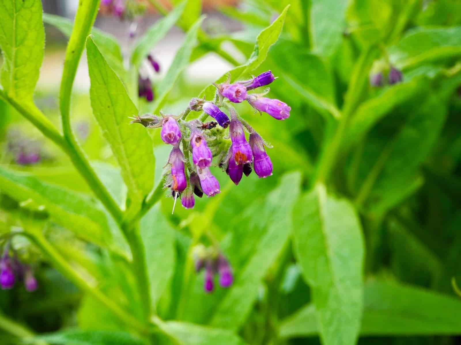 Beinwell-Blüte