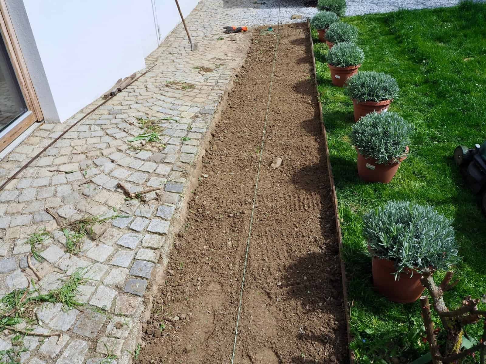 Boden vorbereiten, neuen Lavendel positionieren