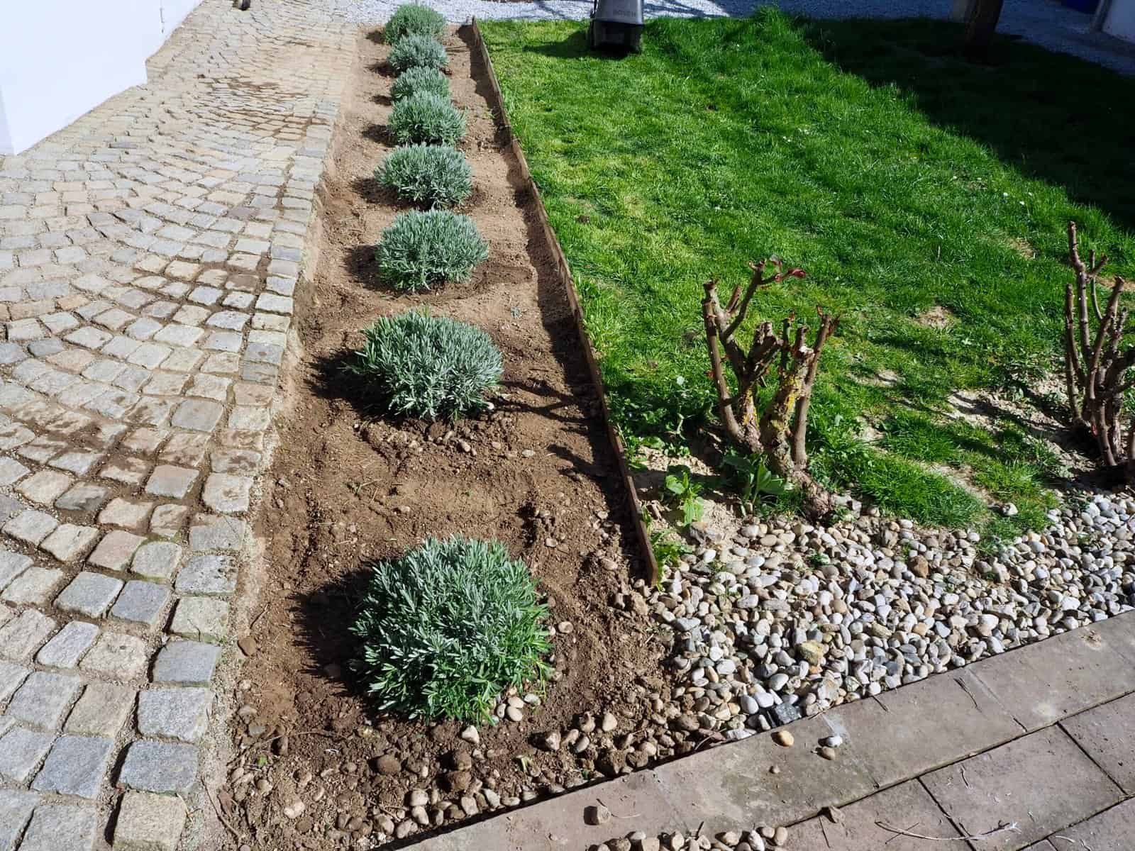 neue Lavendelpflanzen einsetzen