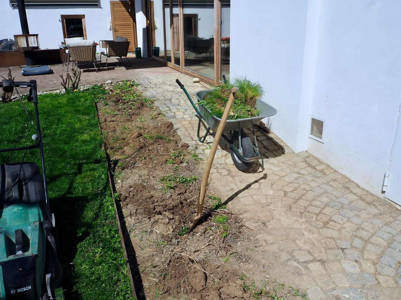 alte Lavendelpflanzen ausgraben