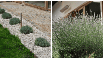 Lavendel pflanzen