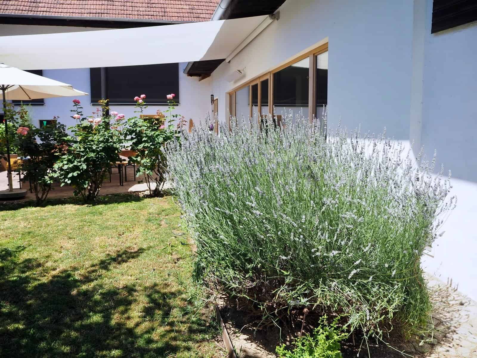 blühender Lavendel