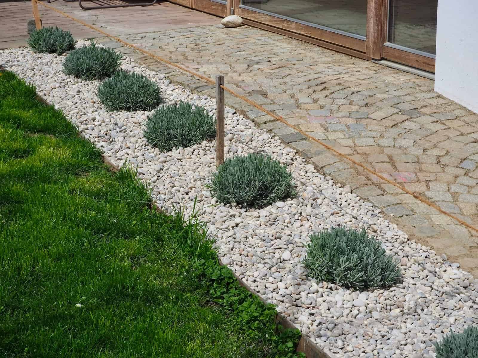 fertig gepflanzter Lavendel mit Kies, Vlies und Hundeschutz