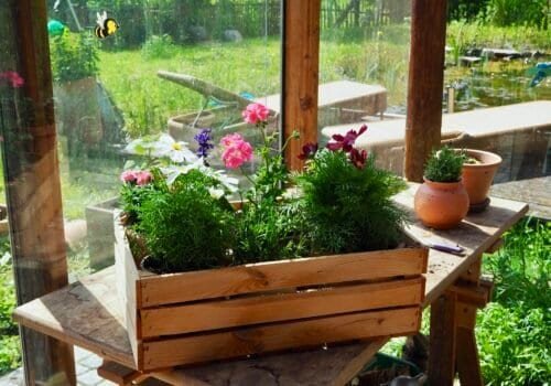 Mini-Blumenbeet in der Holzkiste