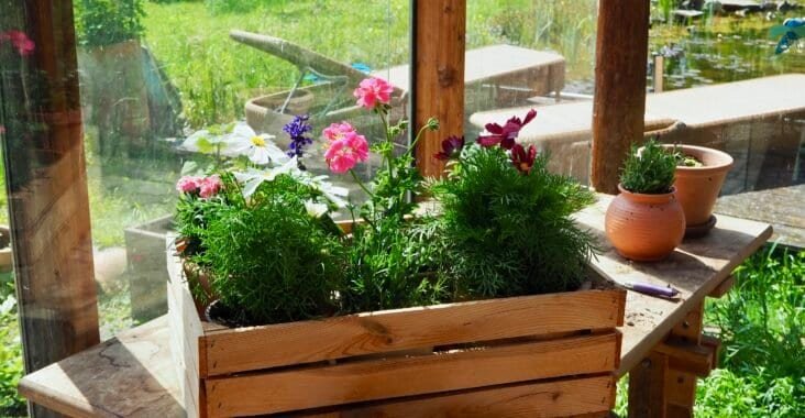 Mini-Blumenbeet in der Holzkiste