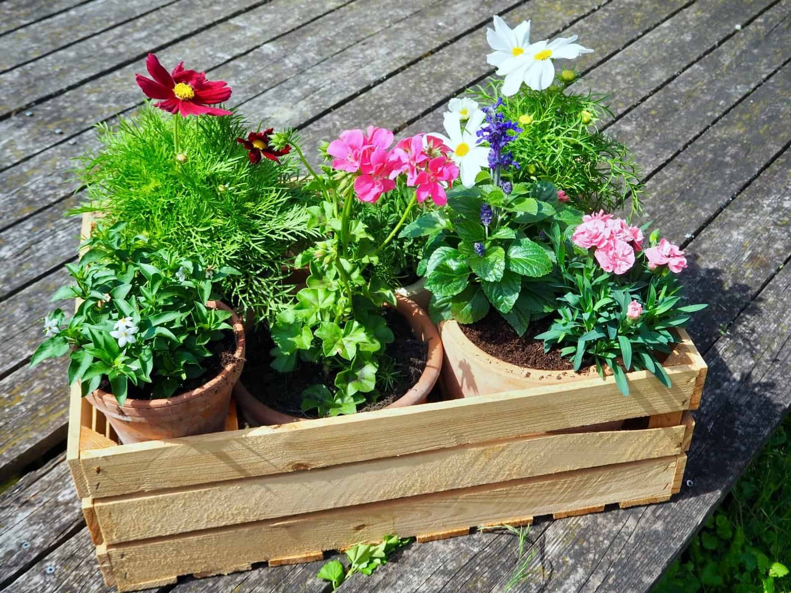Mini-Blumenbeet in Holzkiste