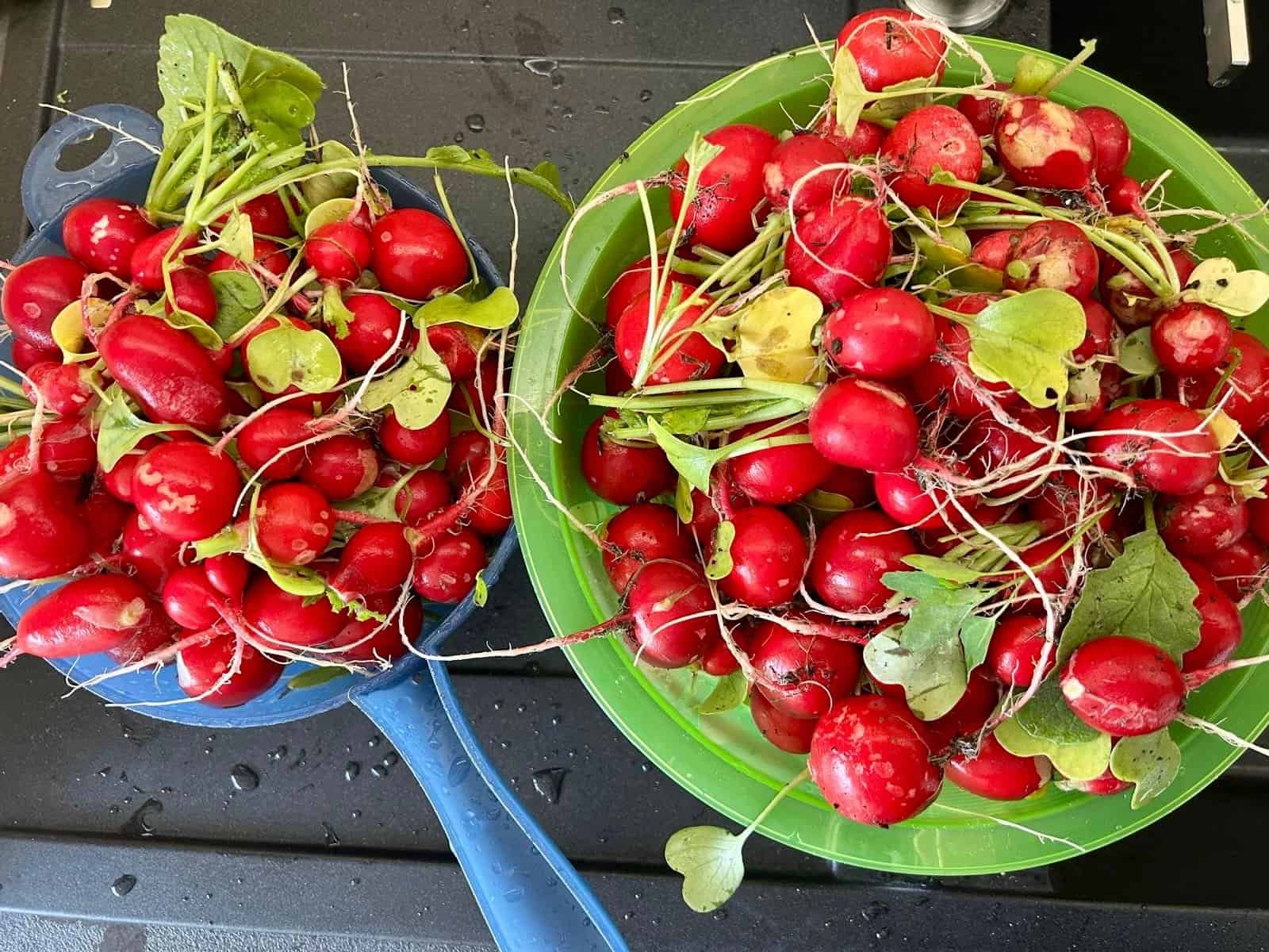 frisch geerntete Radieschen