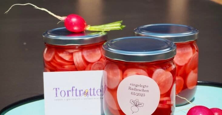 Radieschen einlegen