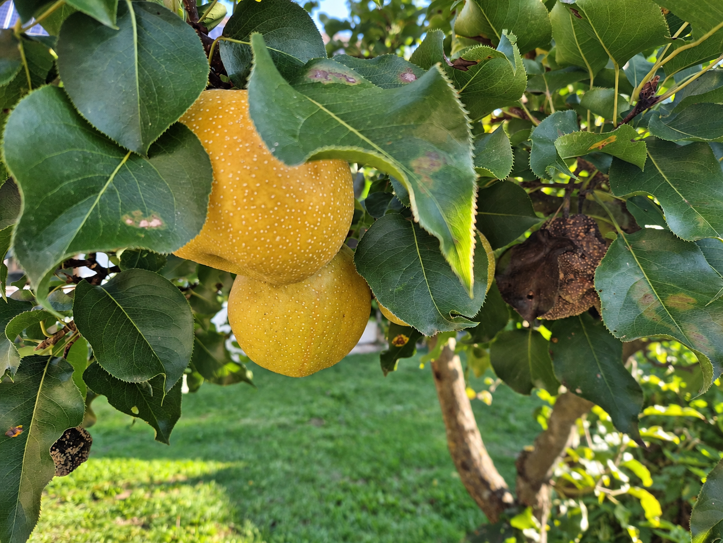 Nashi-Birnen am Baum